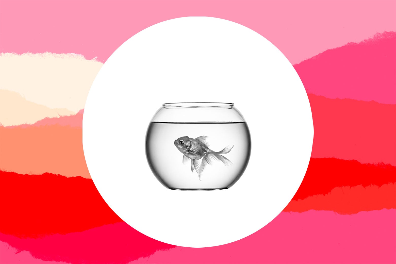 My toddler’s pet goldfish died. My wife’s reaction is really puzzling and upsetting. What’s the best way to deal with pet death?