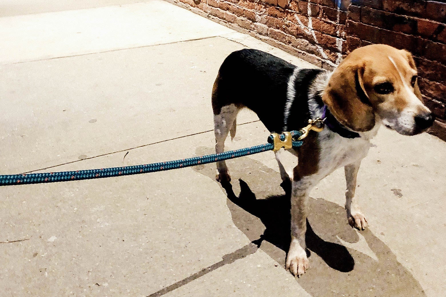 A beagle on a leash.