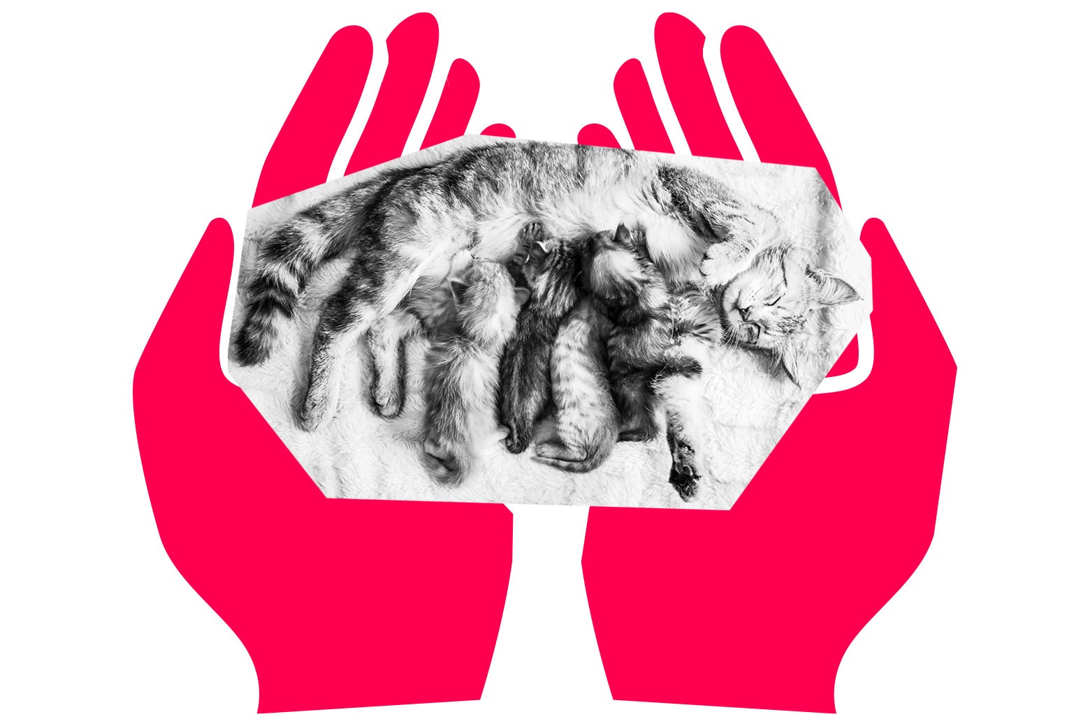 Illustrated hands holding a litter of kittens.