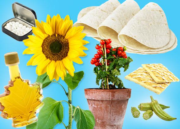 Maple syrup, mints, a sunflower, tomatoes, tortillas, Pop-Tarts, okra