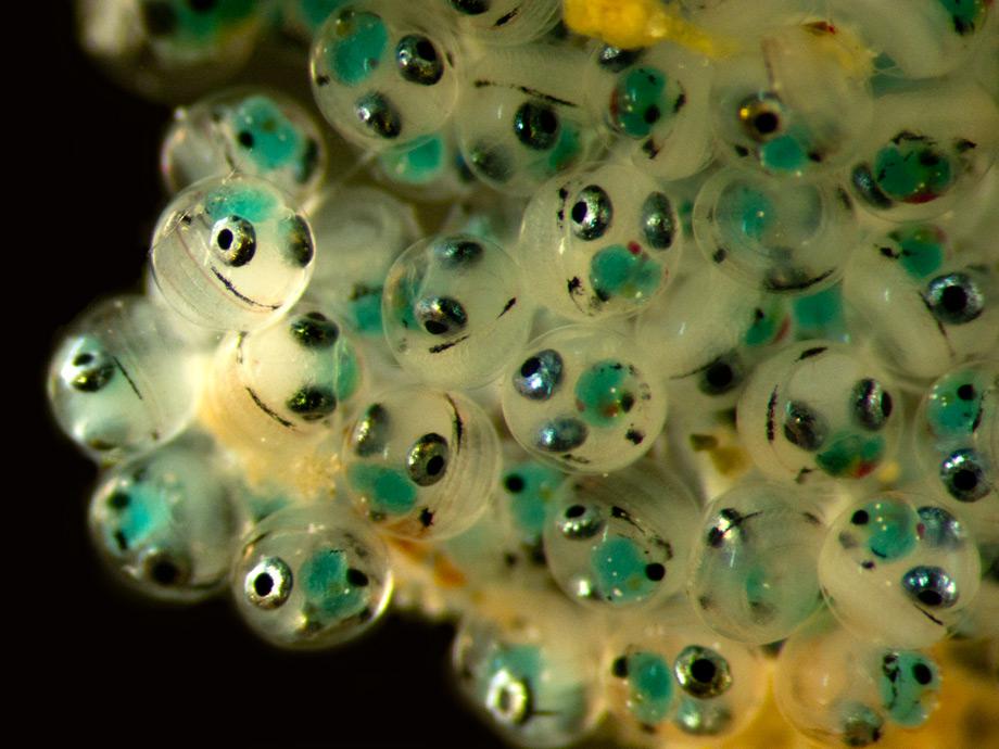 Benthic fish egg cluster, 6.6X.