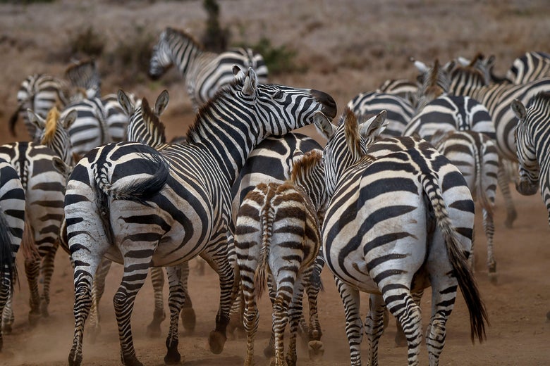 A herd of plains zebras walk along a dirt road.