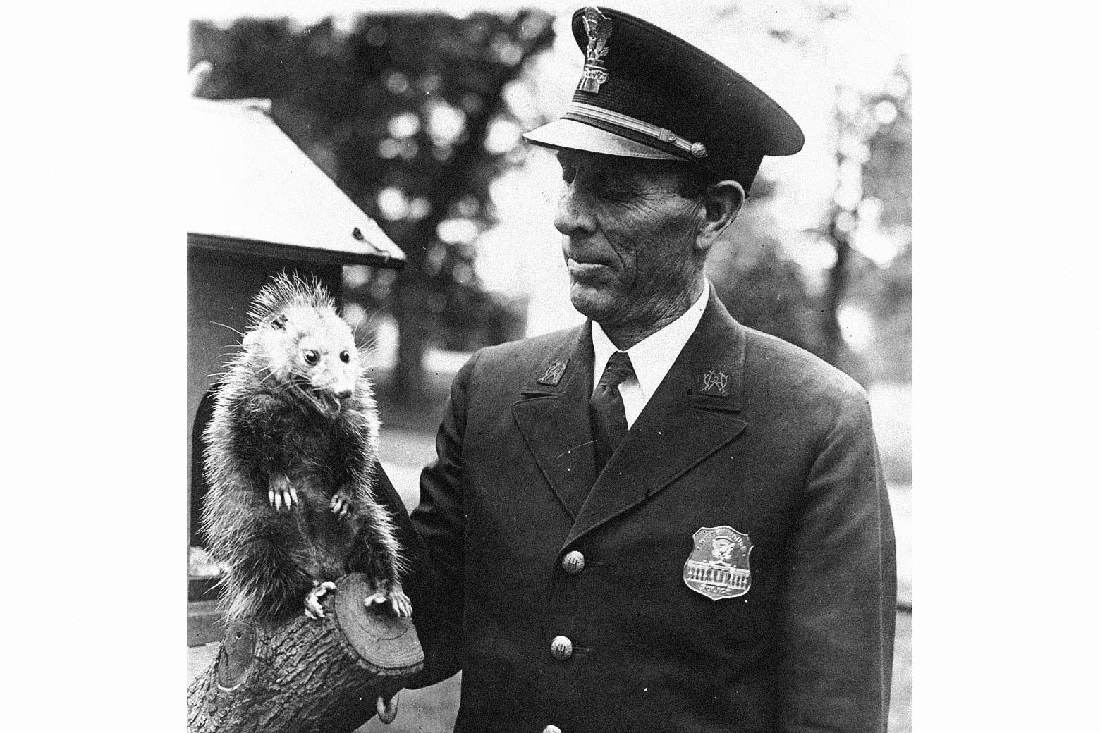 An insane-looking possum glares at the camera as a police officer looks on.