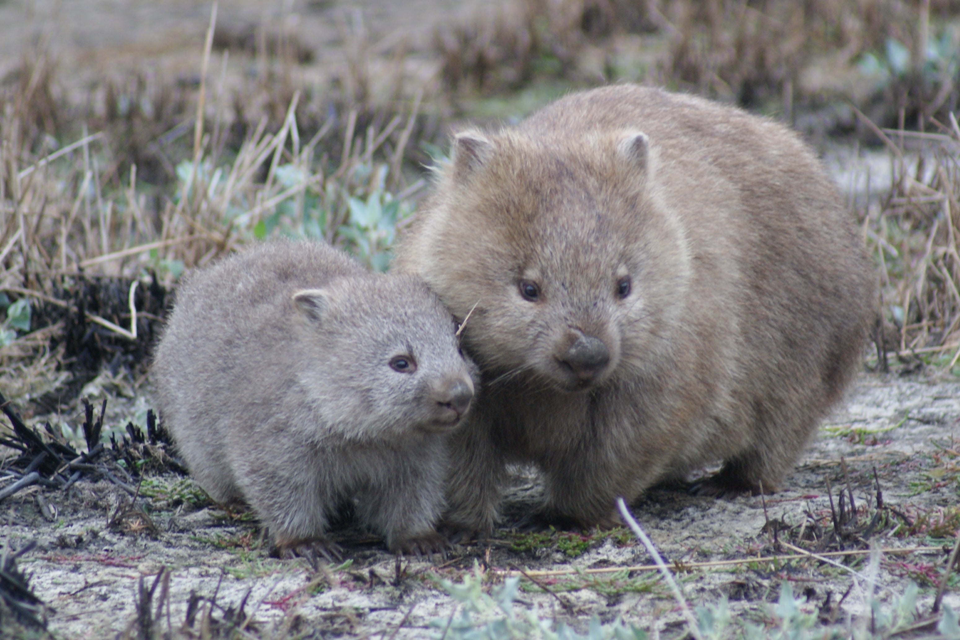 A mom and baby wombat sit close together in a field