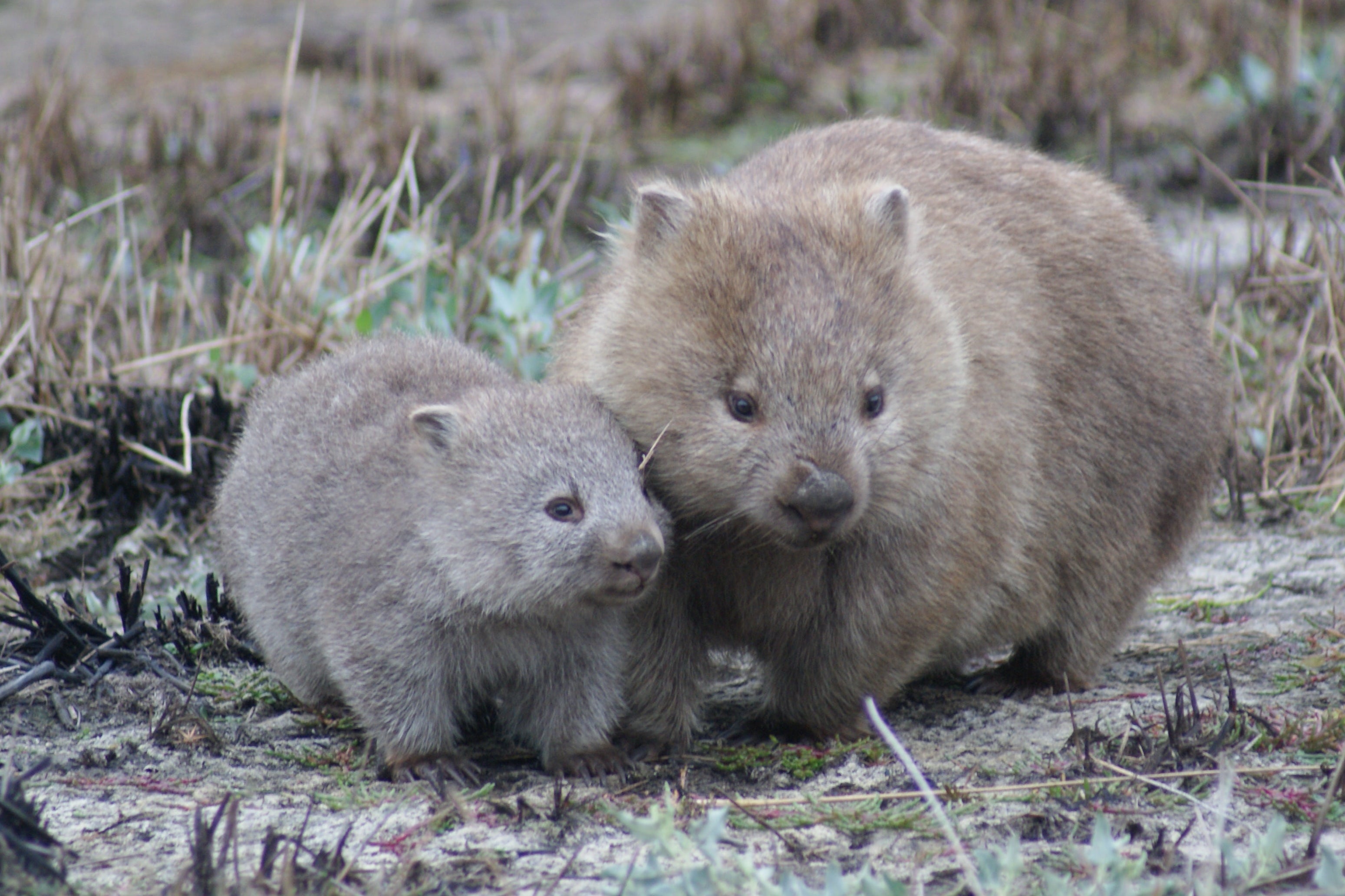 baby wombat