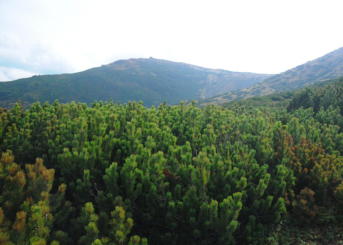 The view across the valley on the trail to the summit of Pip Ivan, the third highest peak of the Chornohora range in the Carpathians.