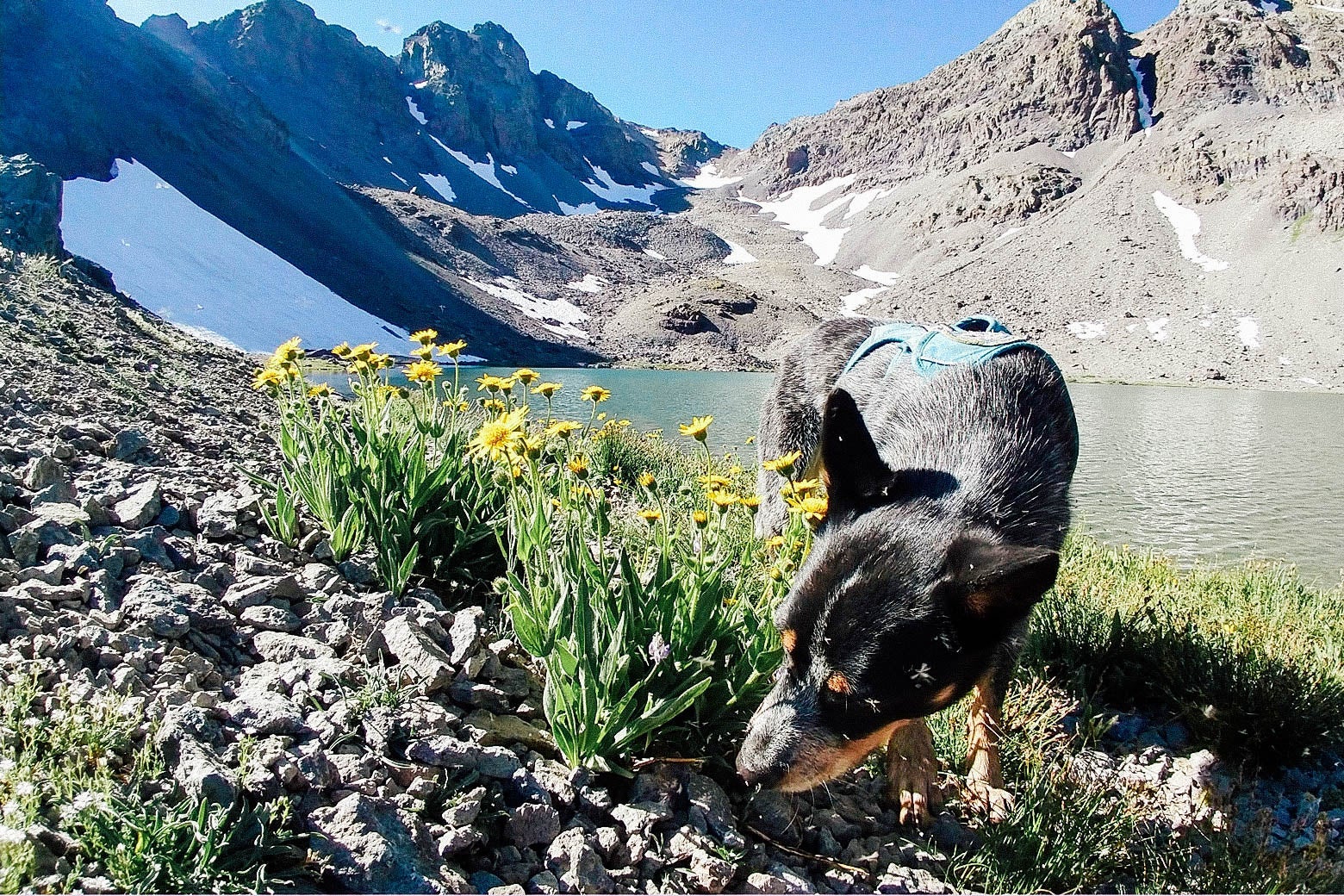 A black-and-brown dog sniff around the base of some yellow wildflowers in front of an alpine lake.