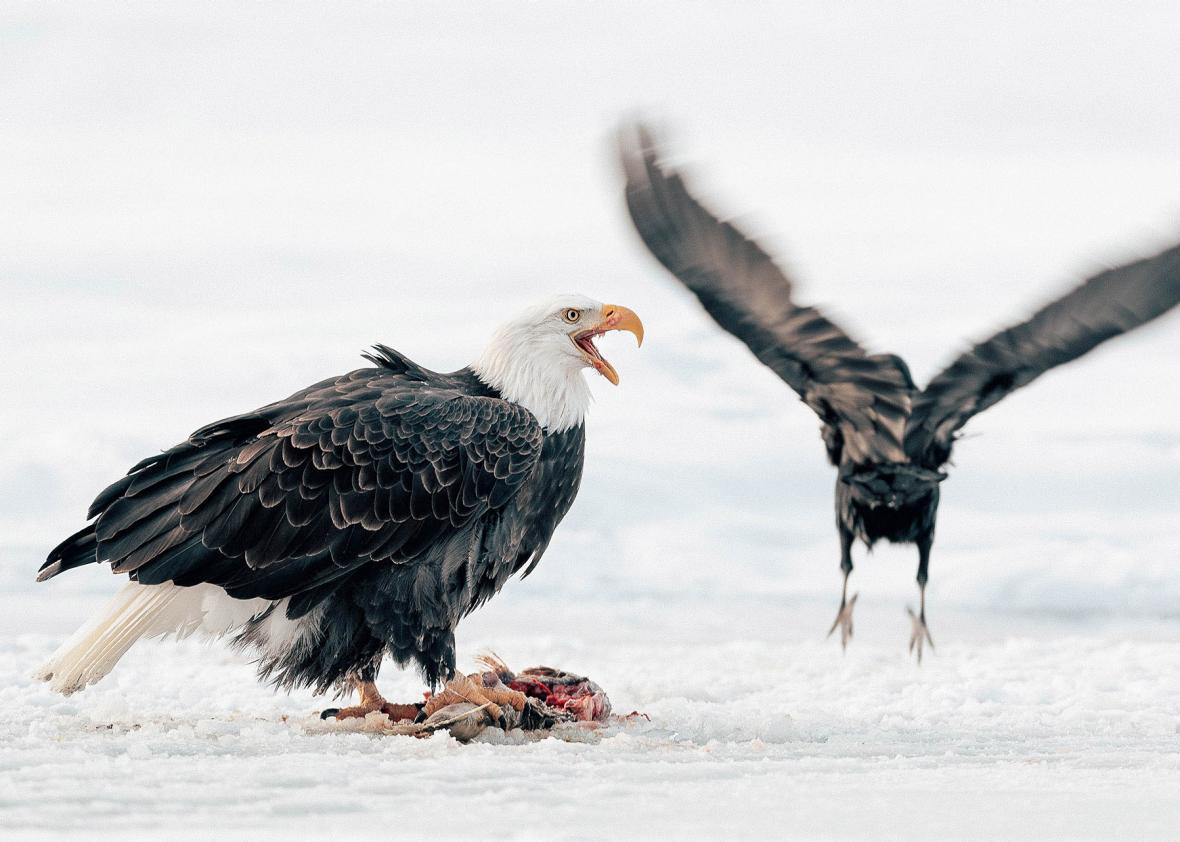 Two bald eagles, Alaska.
