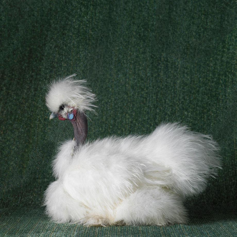 Tamara Staples The Magnificent Chicken Examines Varieties Of 