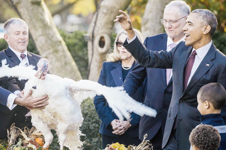 Barack Obama gestures with his hand (like he's waving) as a turkey in front of him spreads its wings.