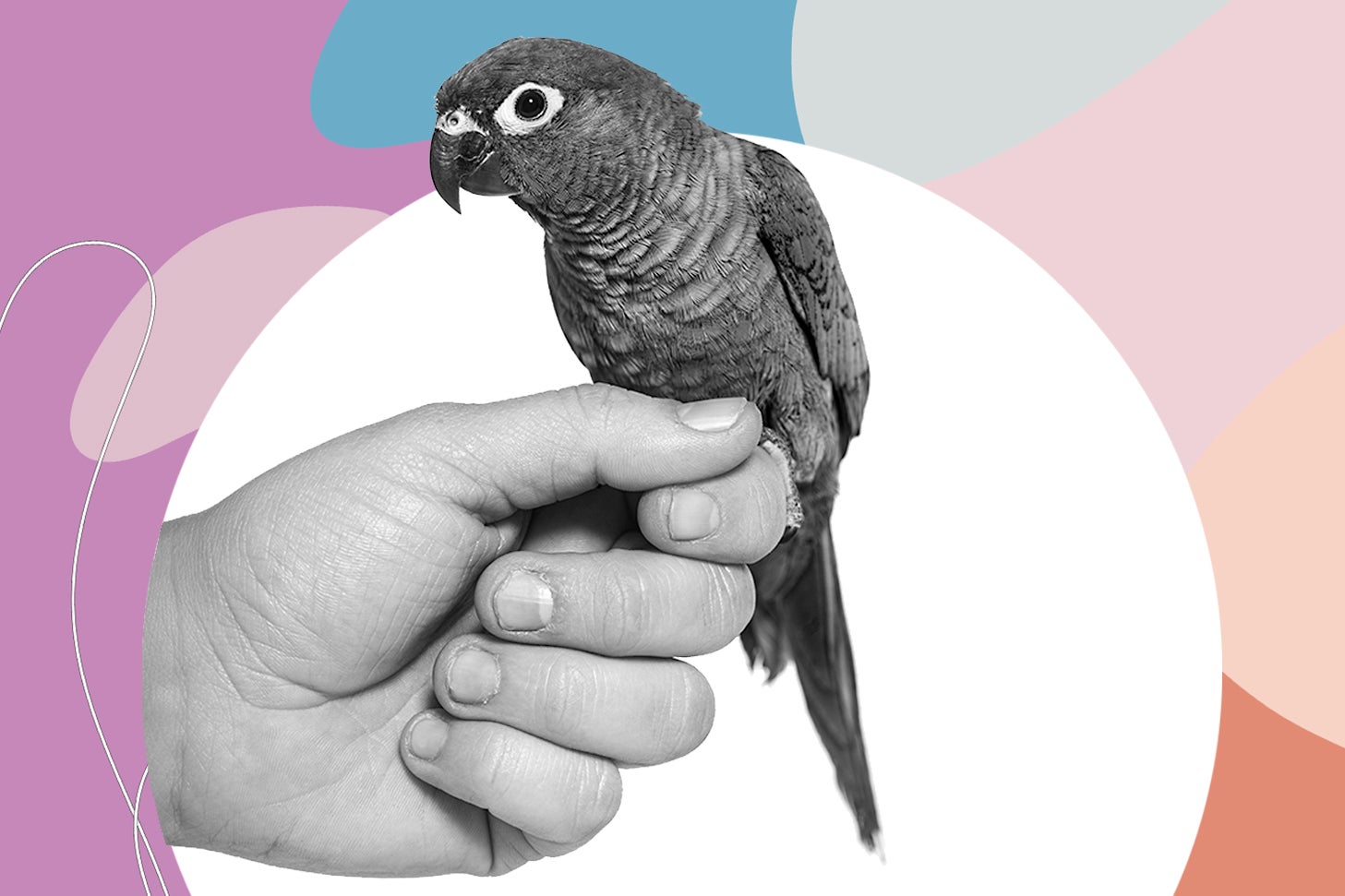 Pet advice: My bird and I are fighting over the love of my husband - Vimarsana News