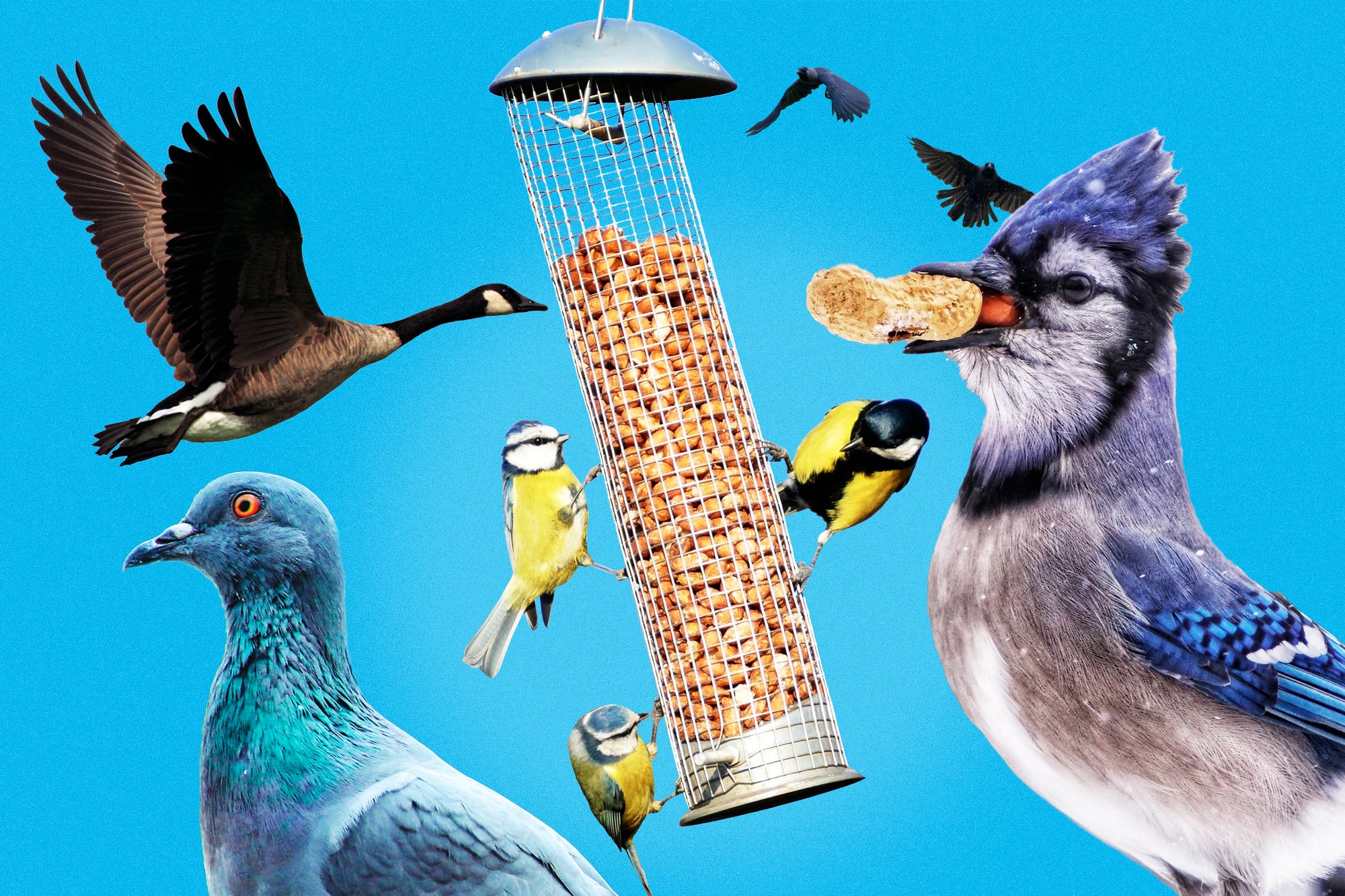 A bird feeder and a bunch of birds against a blue background. 