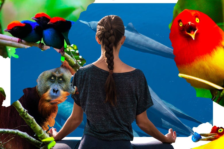 A woman meditates in front of what looks like an ape, some birds of paradise, and some dolphins deep underwater