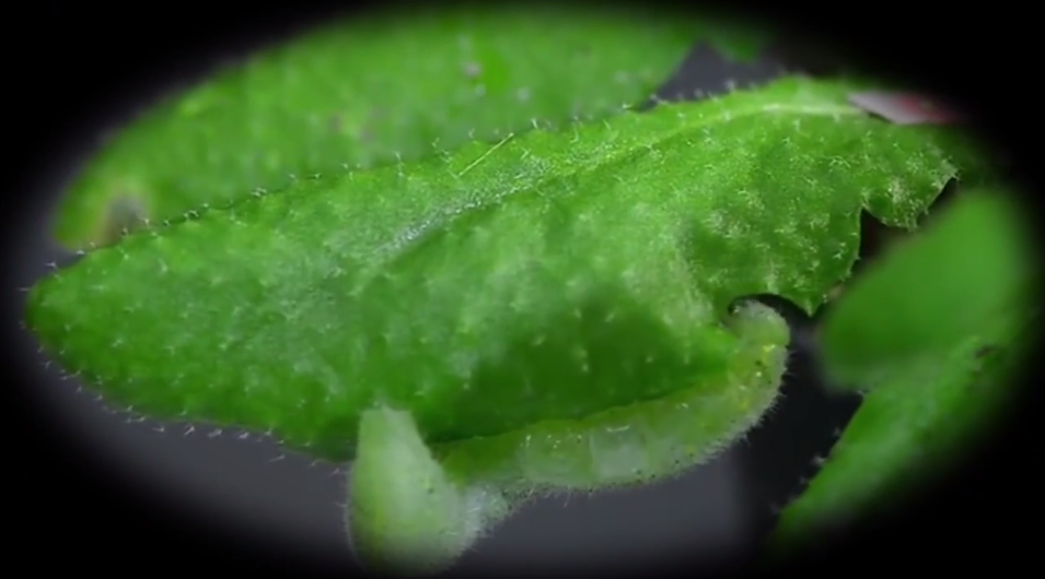Intelligent plants? Plants attract wasps, can “hear” themselves eaten alive (VIDEO).