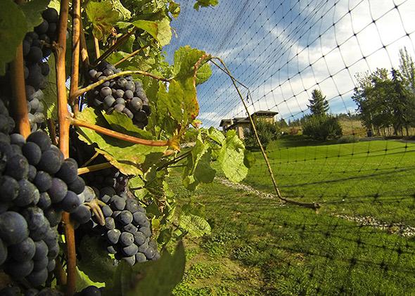 Pinot noir is also a favorite of birds, which explains the netting over these vines at Eh Nihilo Vineyards in British Columbia’s Okanagan Valley. 