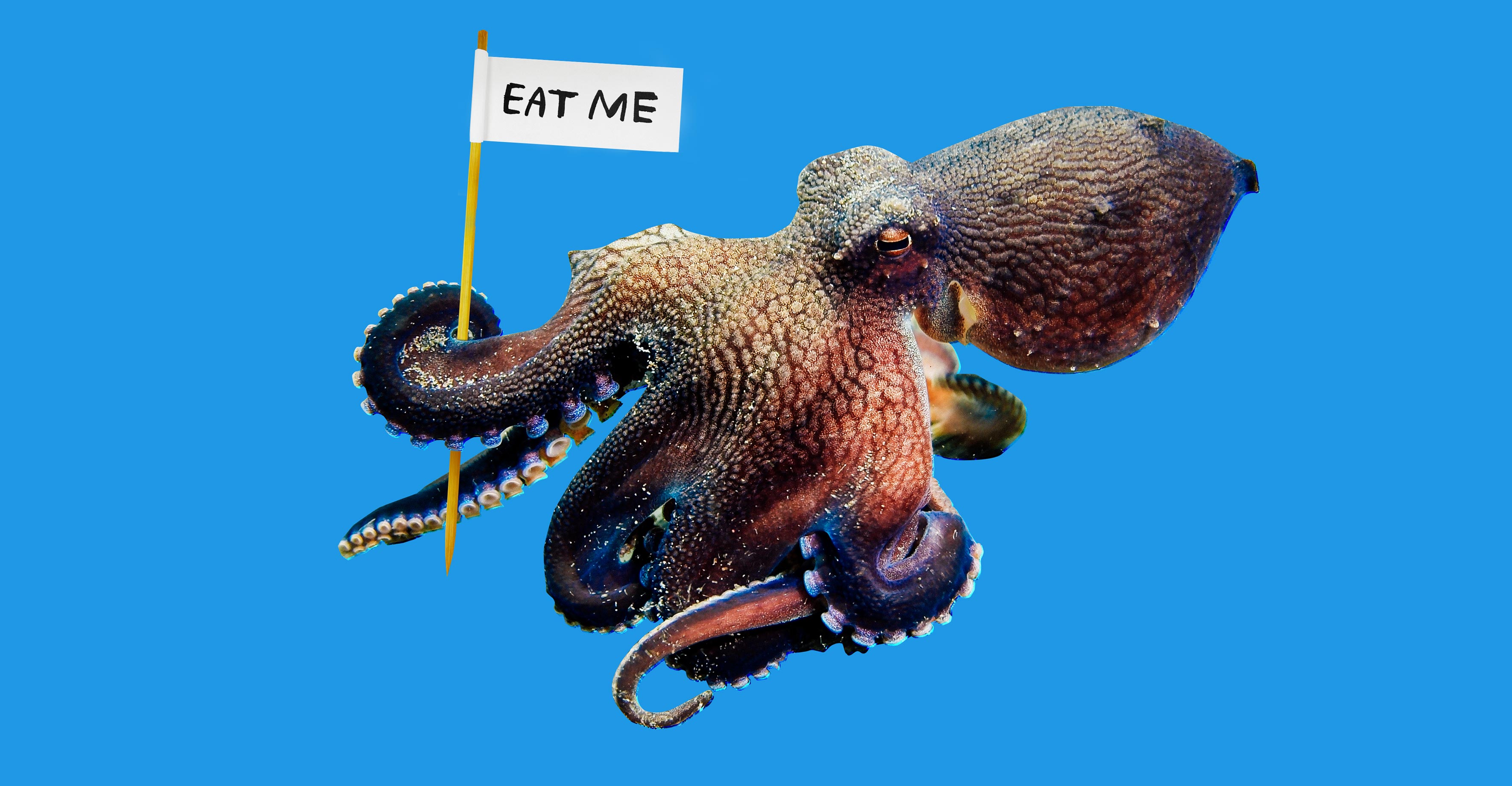 Photo illustration: octopus holding a toothpick flag that says "EAT ME"