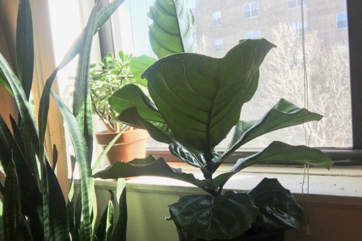 Fig tree next to a window.