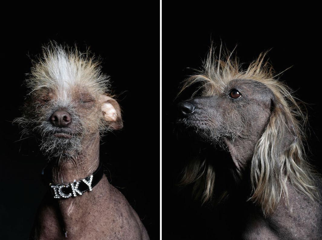 Ugliest dog hotsell mexican hairless dog