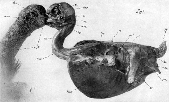 Martha, the last passenger pigeon, skinned.
