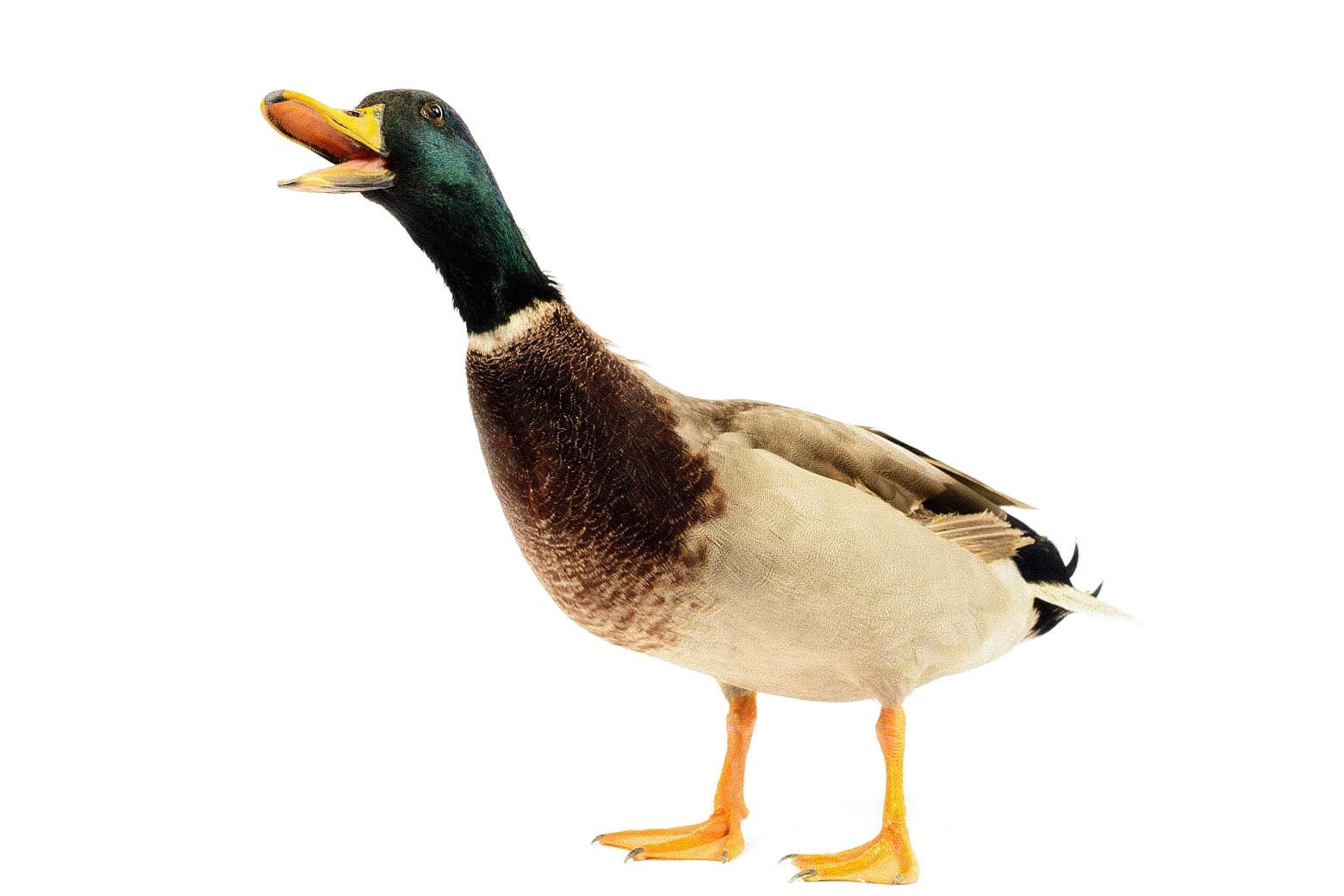 a duck 