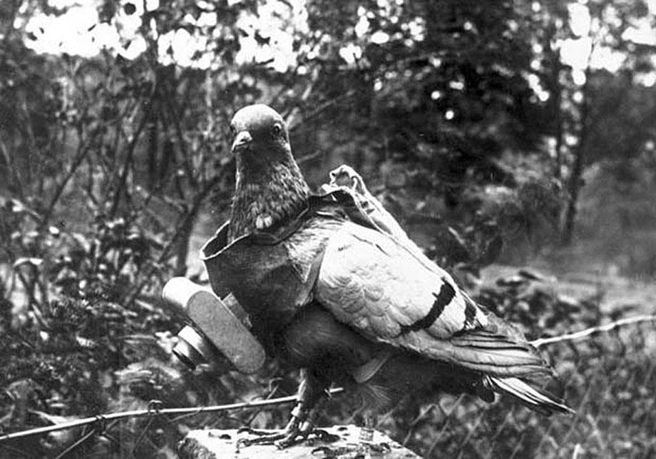 Julius Neubronner and the amazing world of pigeon photography.