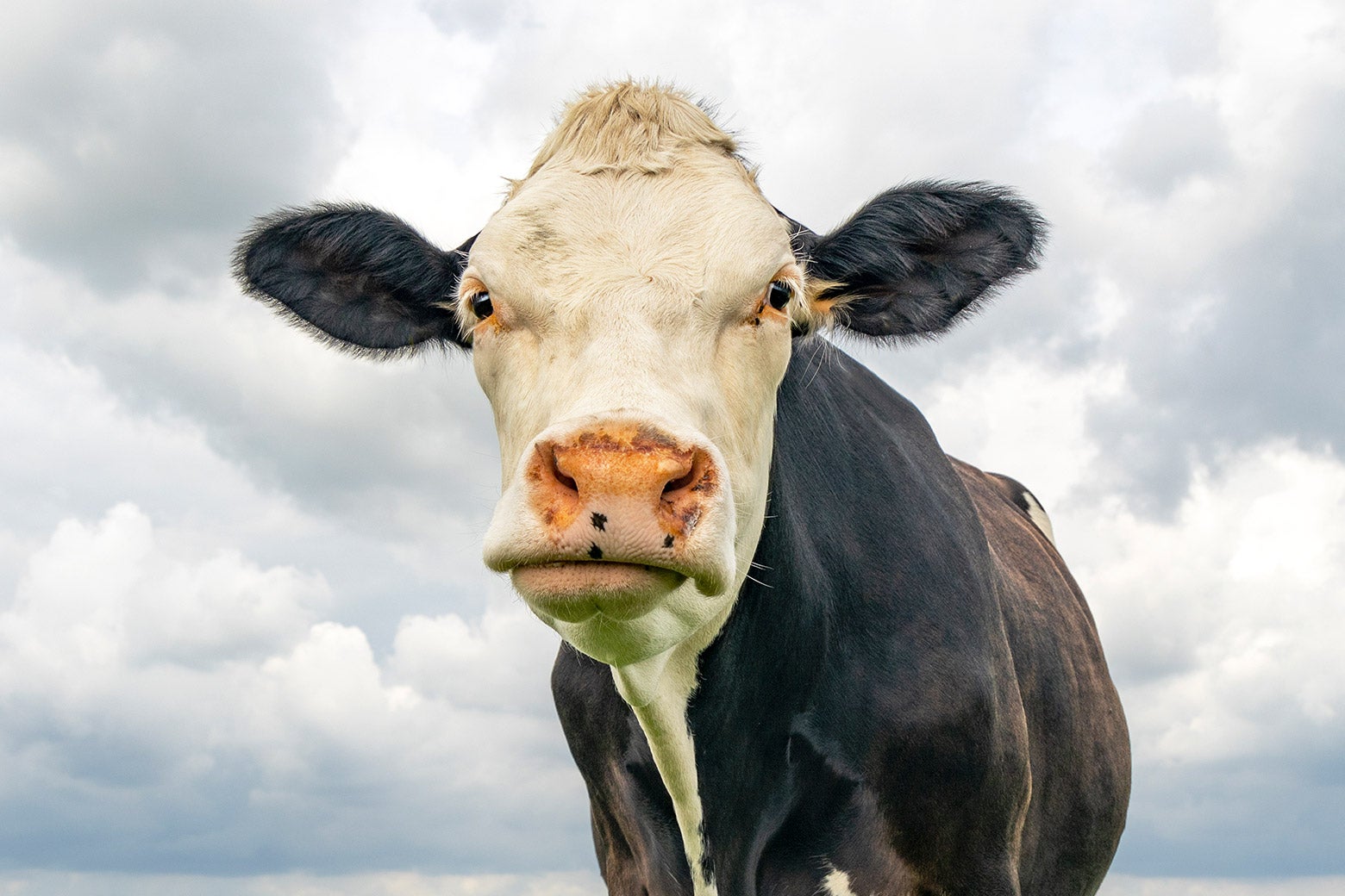 Humans Could Learn a Lot From Anxious Cows