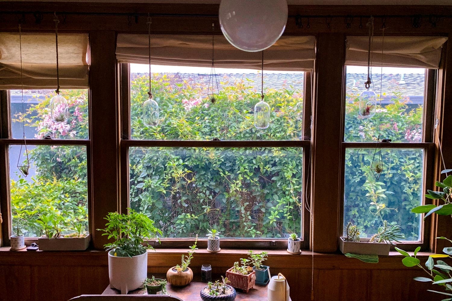 A window with many plants on the windowsill.