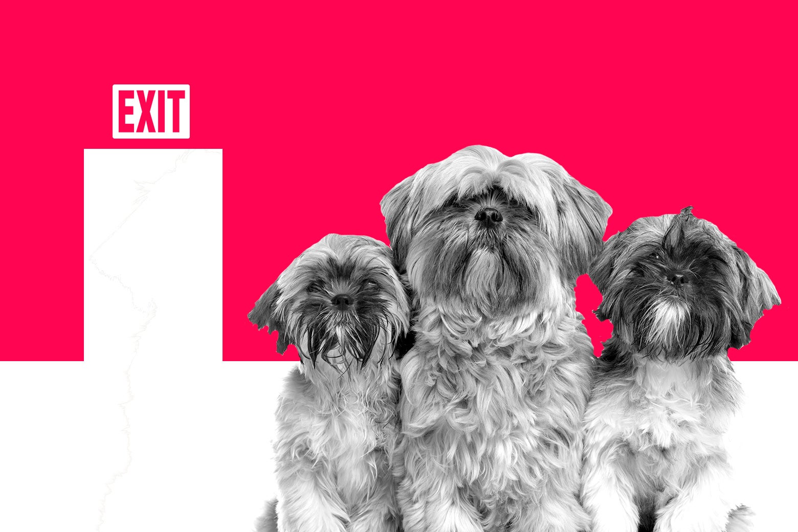 Three small dogs with an exit door behind them.
