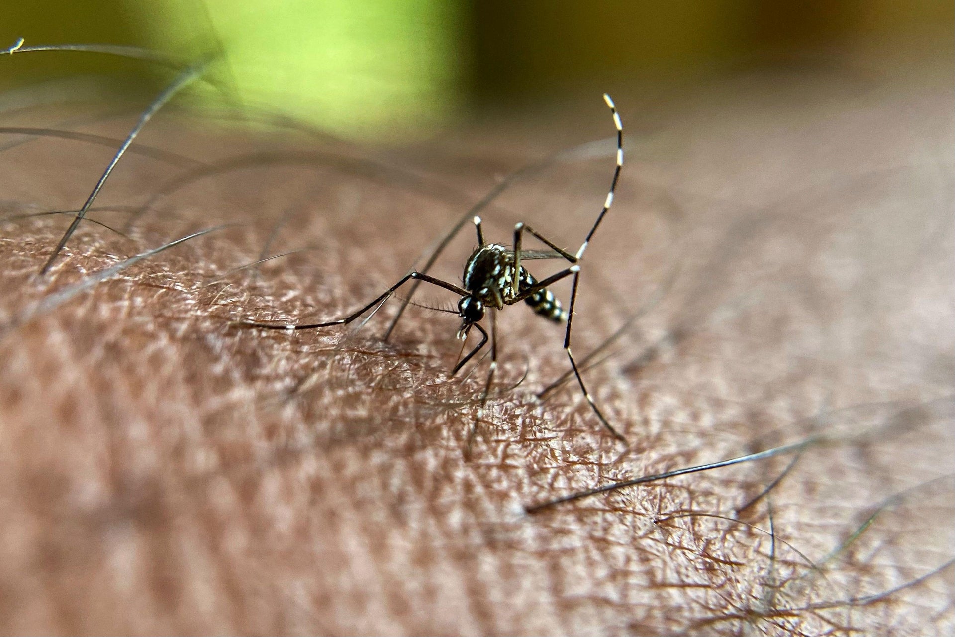 Why do mosquitoes bite some people more than others?