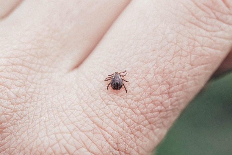 Whatever Happened to the Lyme Disease Vaccine? Whatever Happened to the Lyme Disease Vaccine?