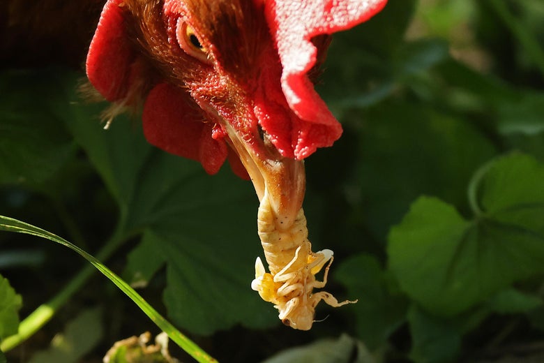 a chicken eats a cicada