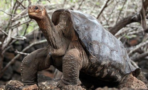 RIP Lonesome George, Last of the Giant Tortoises of Galapagos