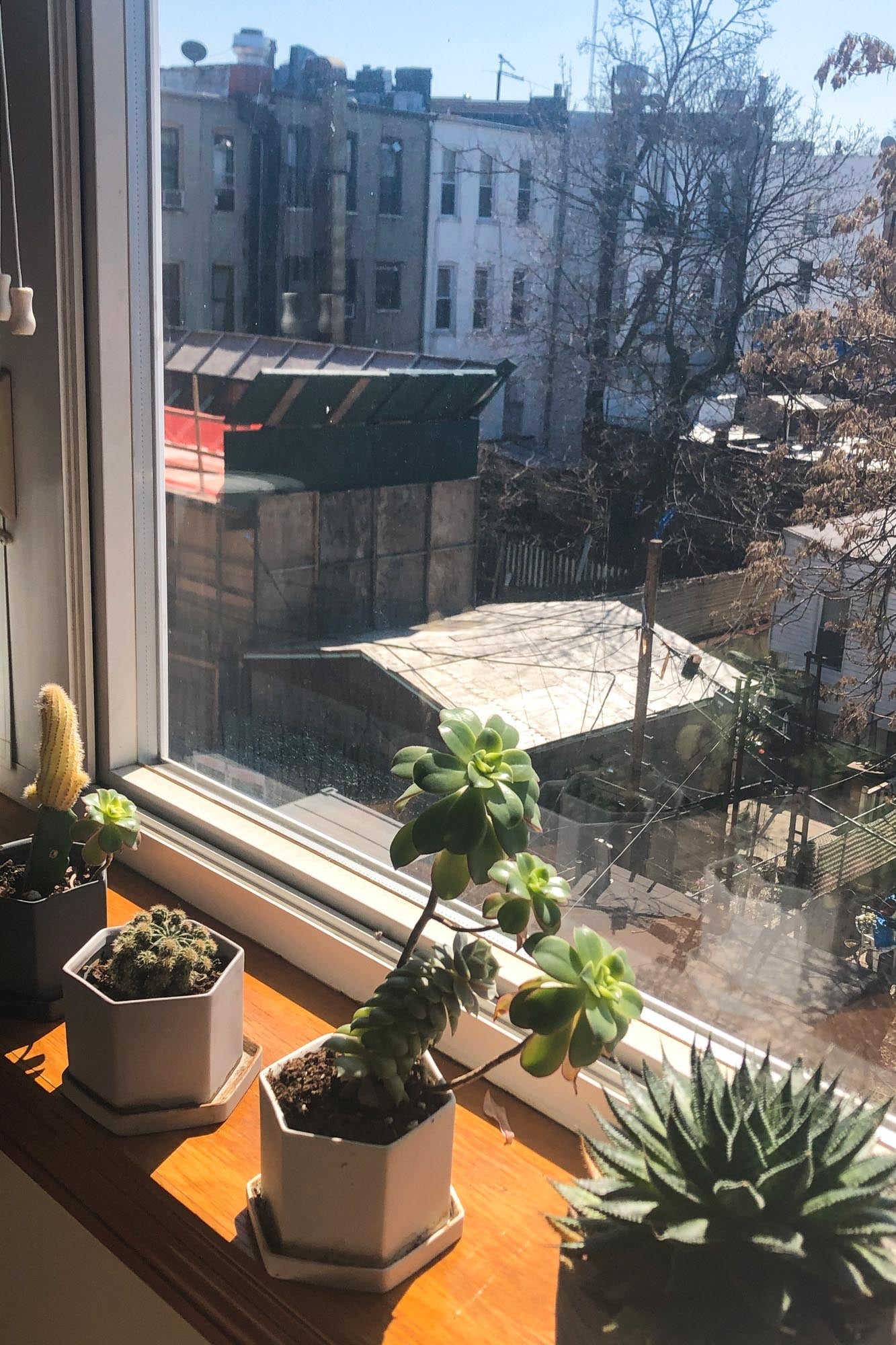 Succulent plants in a sunny window.