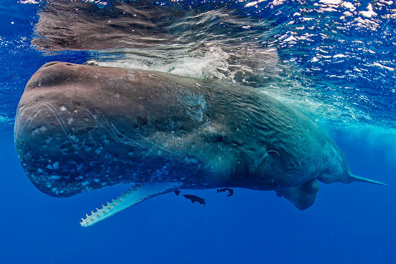 Sperm whale.