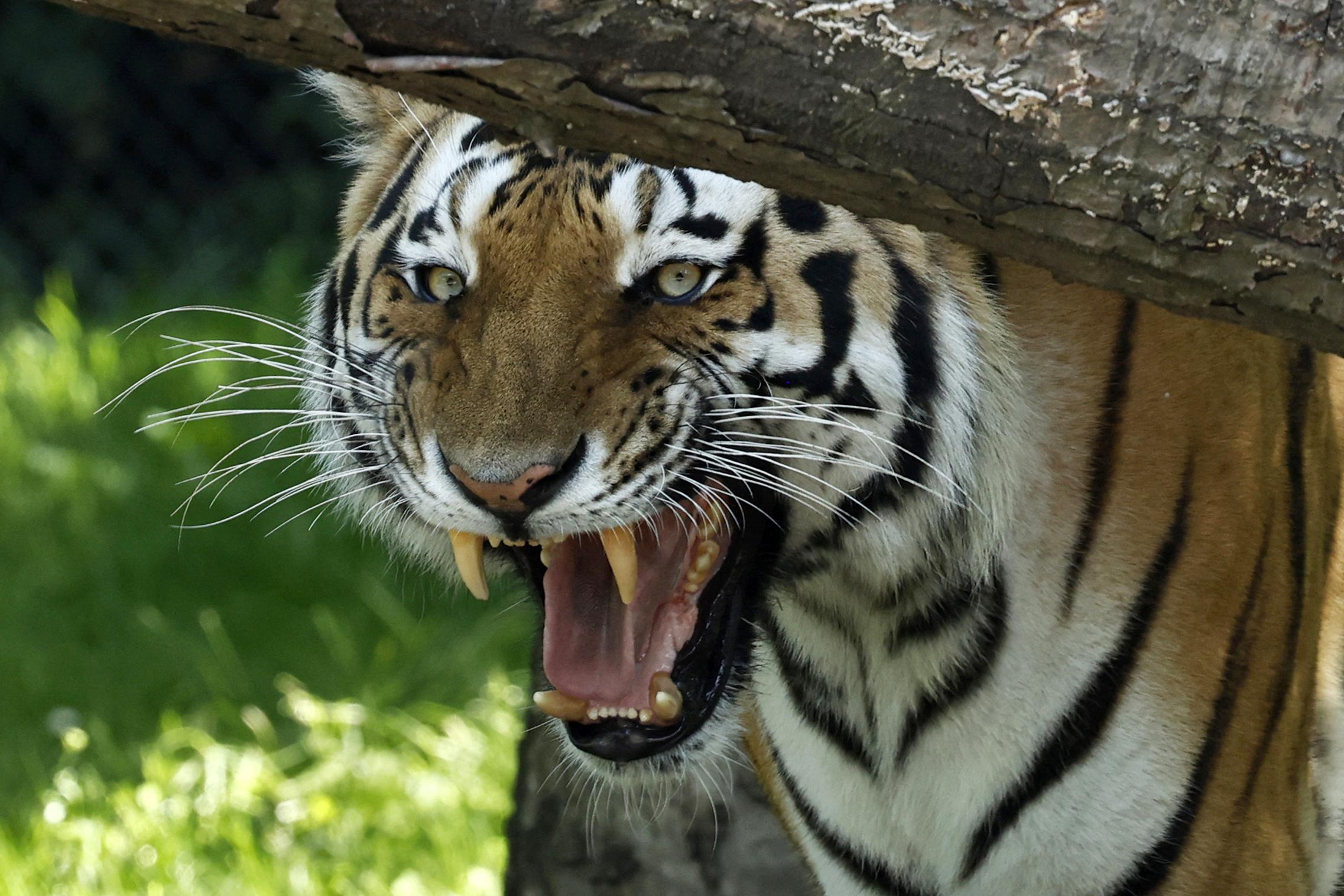 A Sibirian Tiger hisses in its enclosure.