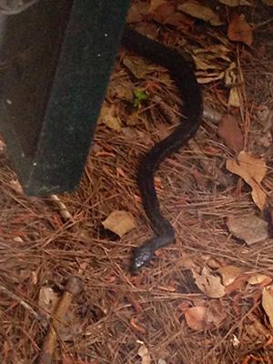 Copperhead Fever In Atlanta Can Releasing Kingsnakes And Black Snakes Chase Out Venomous Snakes