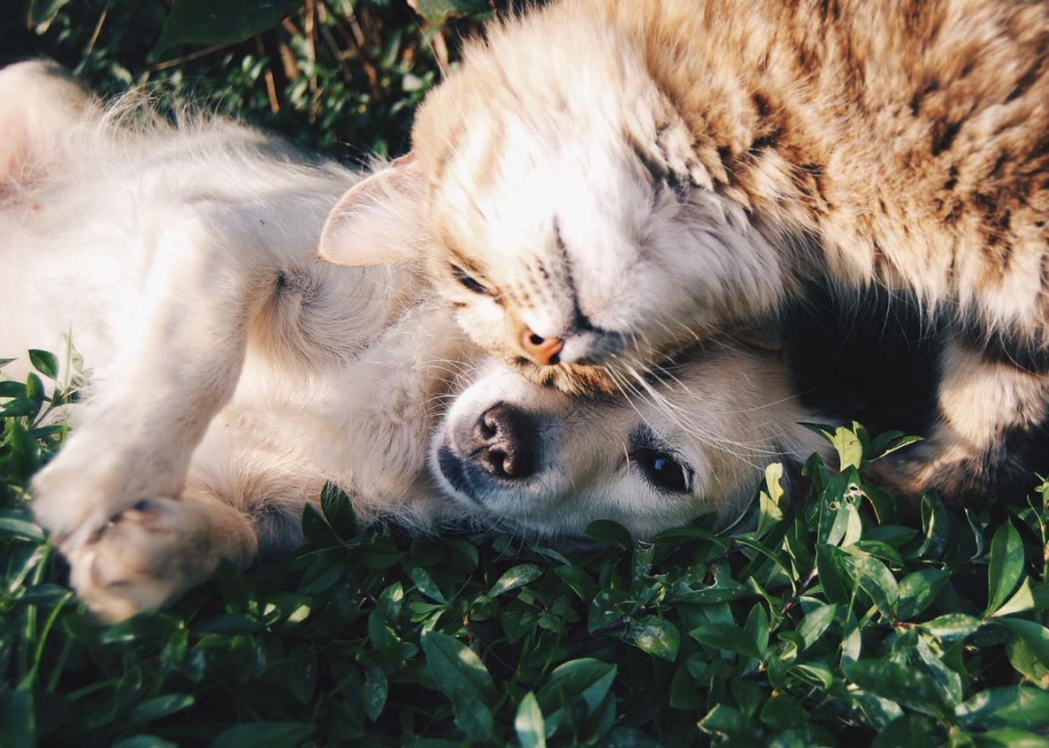 Cat and dog are friends
