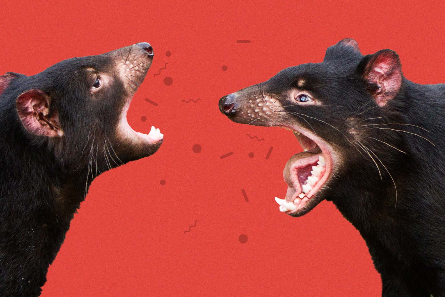 Two Tasmanian devils are seen screaming at each other against a red background, with a group of cells floating between their mouths.