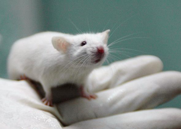 Paralyzed rats walk again in Swiss lab study