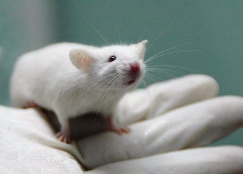 New research cures spinal cord injury paralysis in rats using drugs and ...