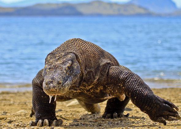 Komodo Drage