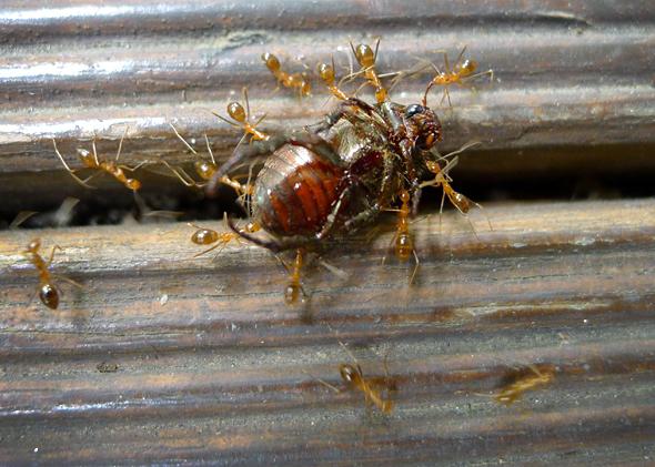Yellow crazy ant invasion: Some success on Johnston Atoll.
