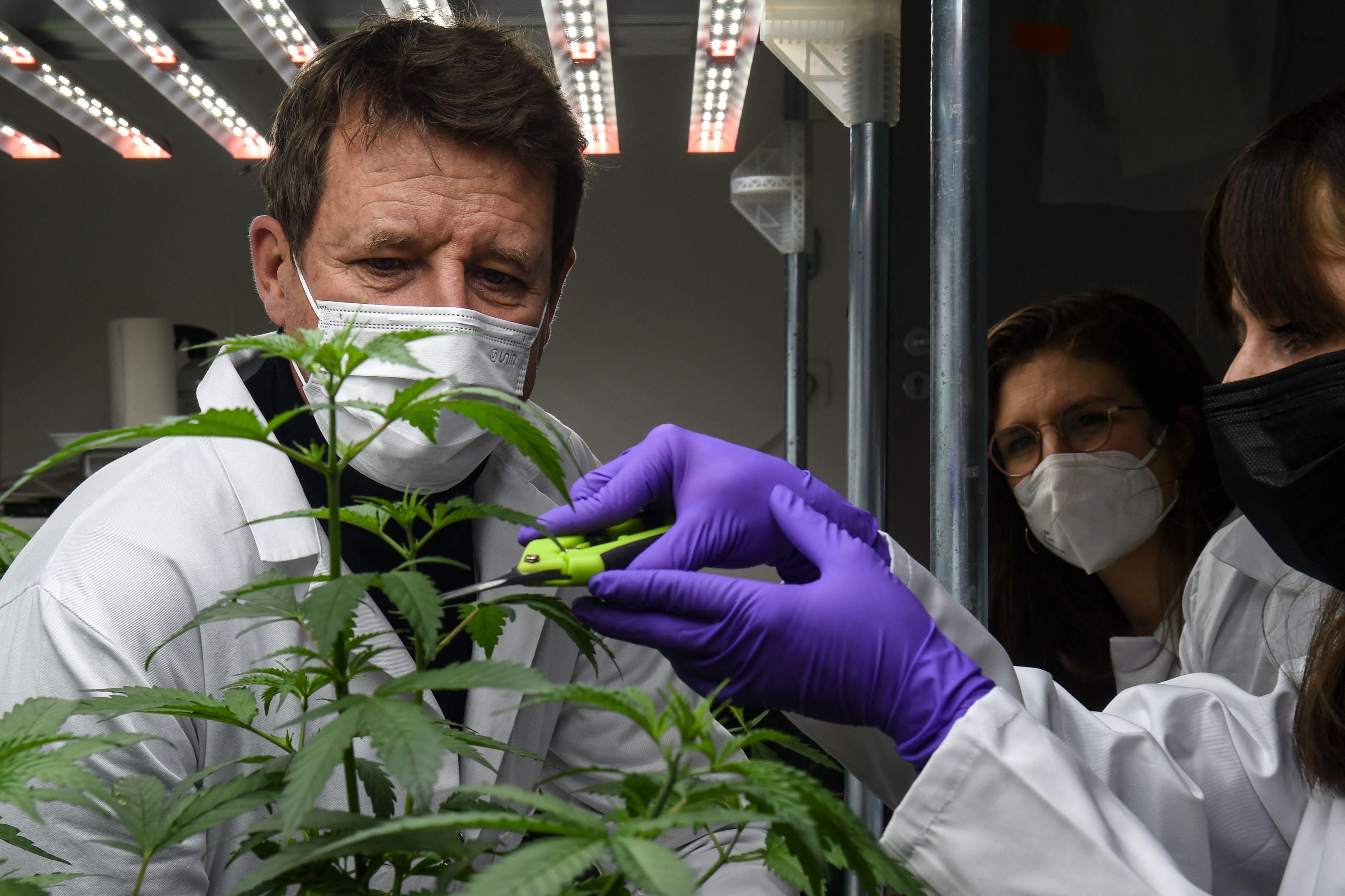 Scientists in lab studying a cannabis plant