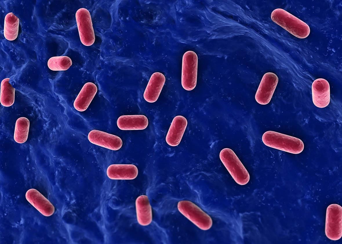 Бифидобактерии. Бактерии бифидобактерии. Бифидобактерии ВВ-12. Bifidobacterium lactis BB-12. Лактобактерии микробиология.