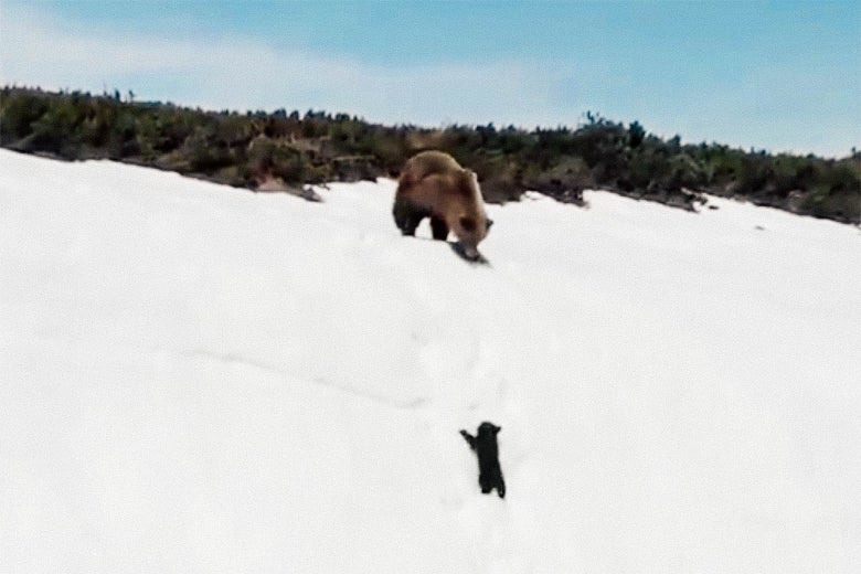 Screenshot from viral drone video of bears