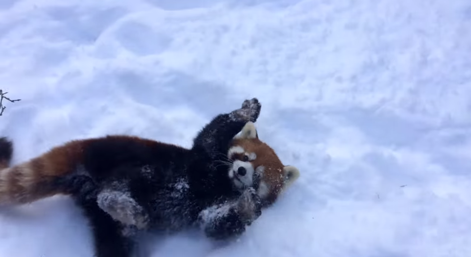 Red Panda video Adorable Red Pandas at the Cincinnati Zoo loves the snow.