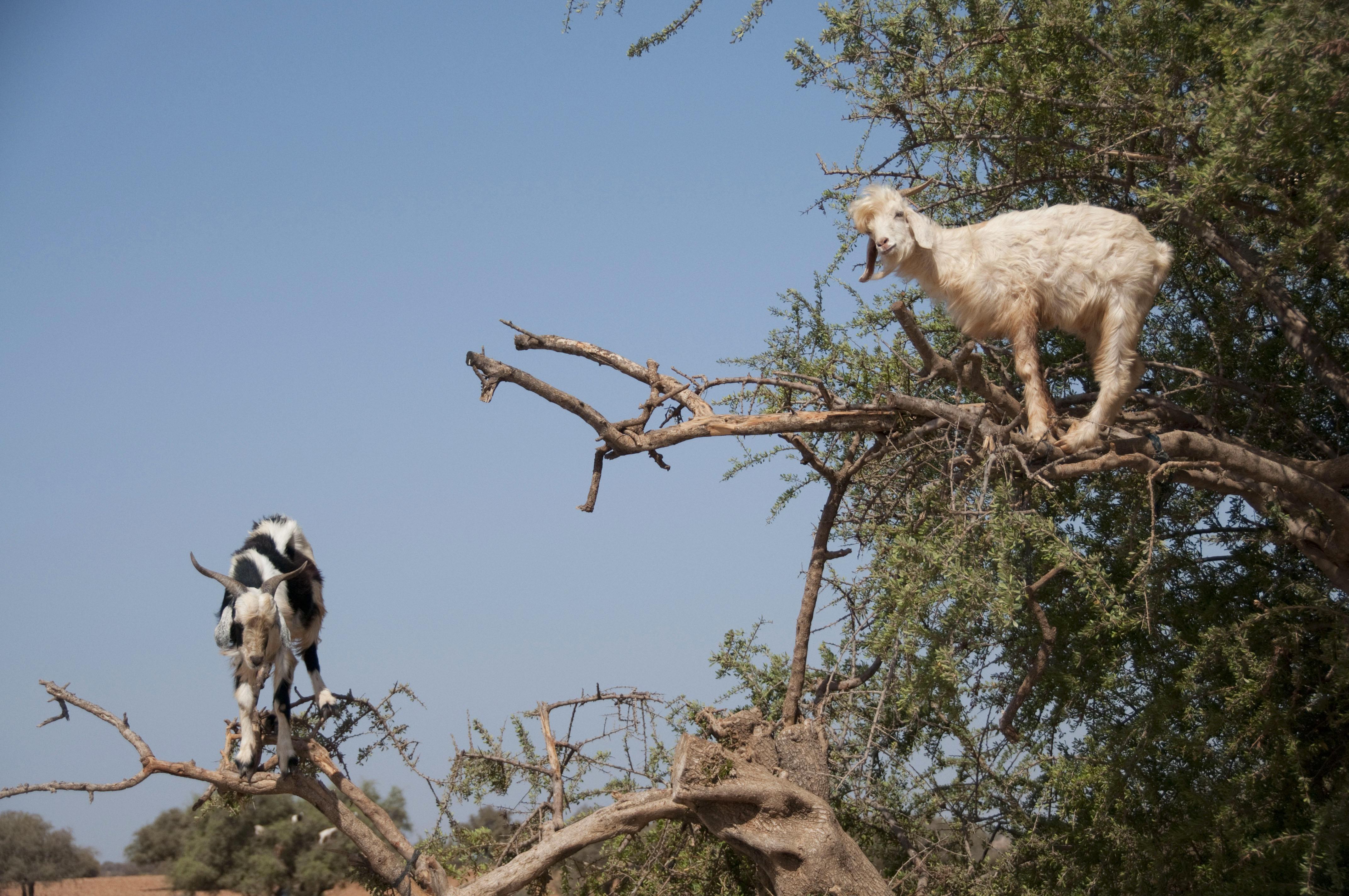 Где живут козлы. Козы в Марокко пасутся на деревьях. Козлы на деревьях в Марокко. Марокко козы на деревьях в Марокко. Марокко козы на аргановом дереве.