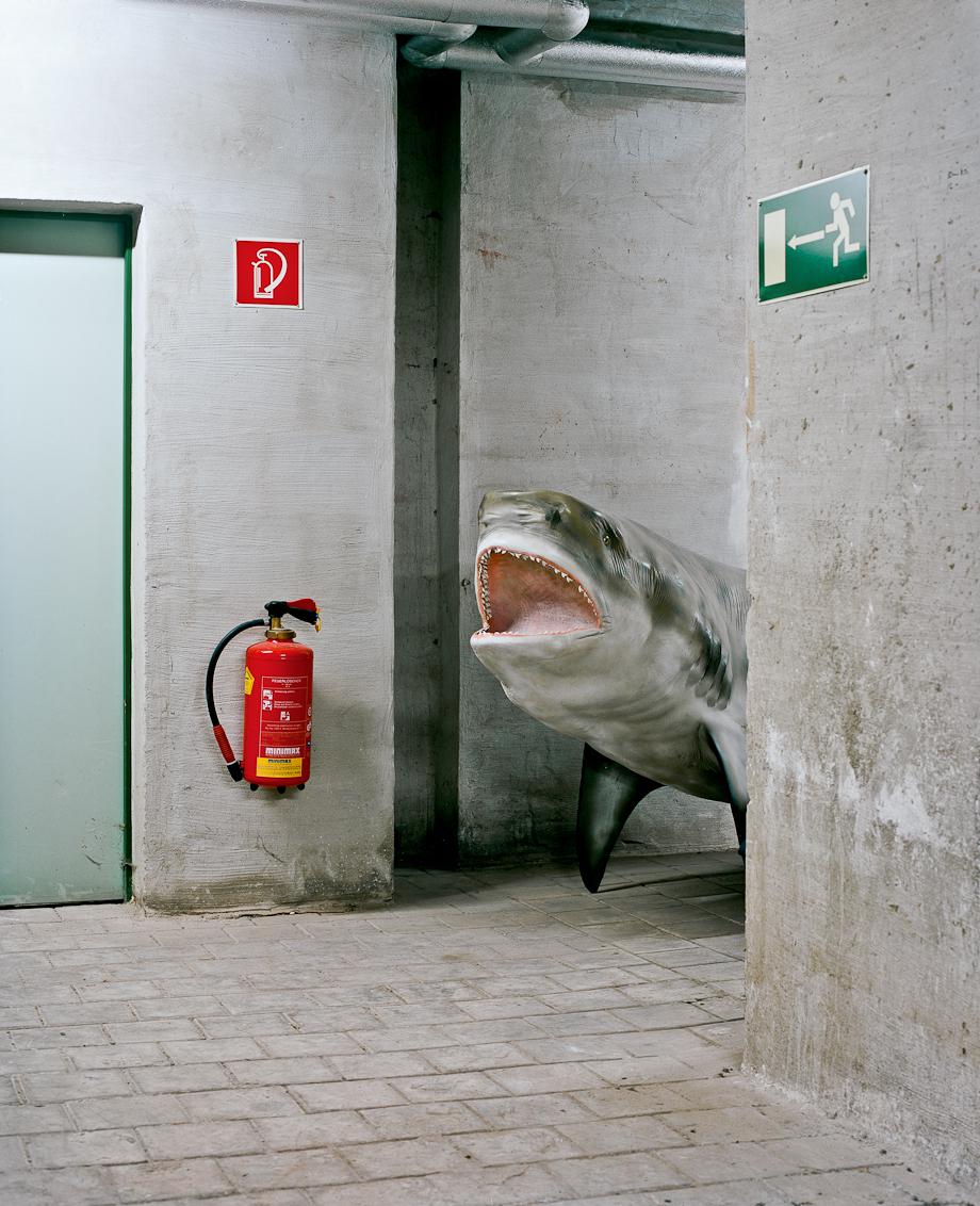 Basement shark, 2011.