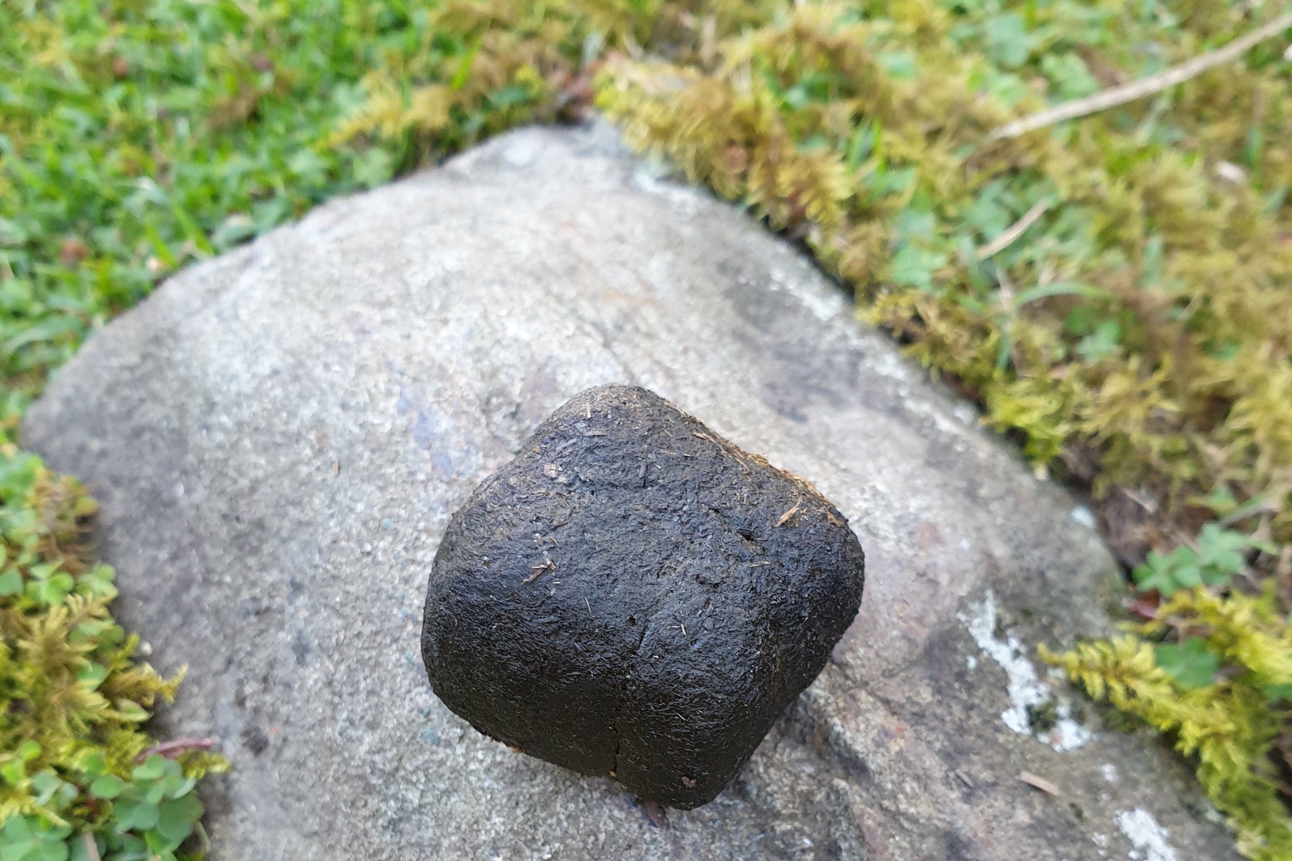 A cube shaped wombat poop