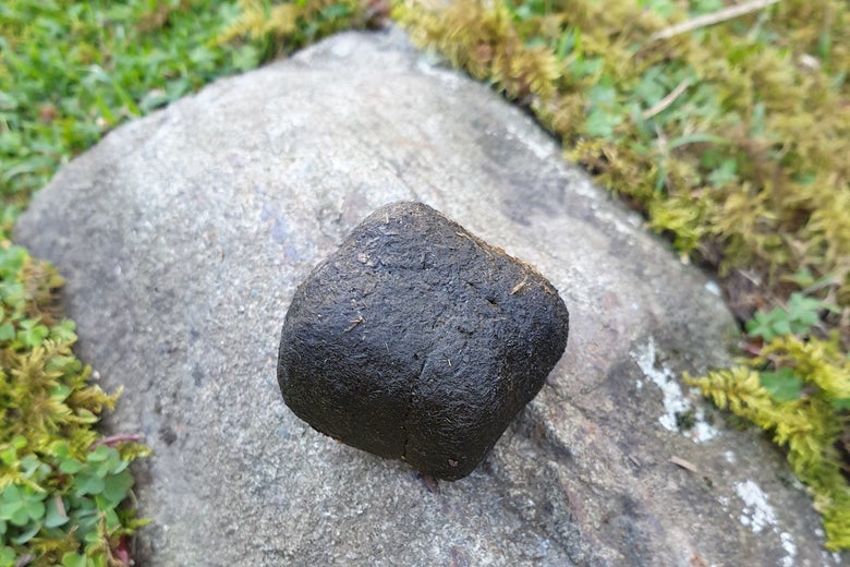 A cube shaped wombat poop
